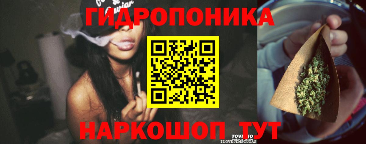 Бошки Шишки планчик Котлас